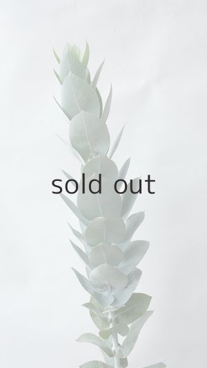 画像2: Dry plants for decor ユーカリ生切り枝（マクロカルパ）タイプ350〜500mm