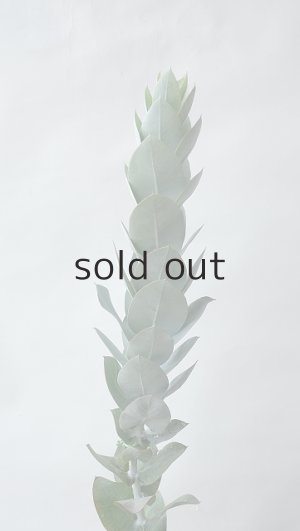 画像3: Dry plants for decor ユーカリ生切り枝（マクロカルパ）タイプ350〜500mm