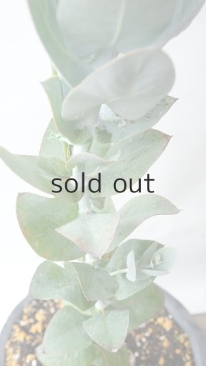 画像6: Dry plants for decor ユーカリ生切り枝（マクロカルパ）タイプ350〜500mm