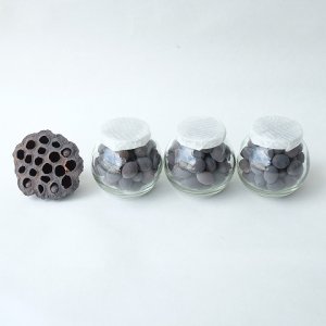 画像1: Dry plants for decor デコール用ミニシードボトル（ロータス）