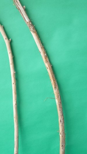 画像3: 棒流木セット（outlet）