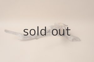 画像4: 変形流木