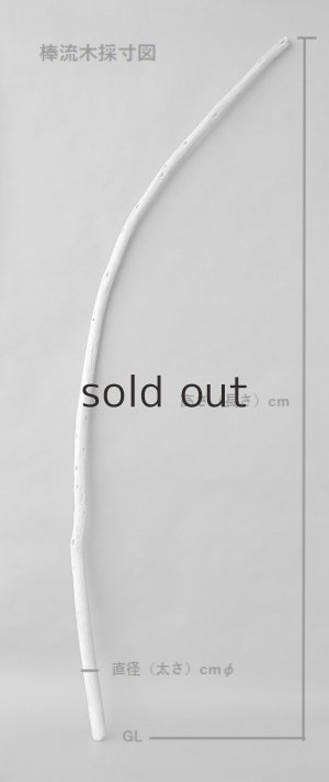 画像6: 棒流木・長尺