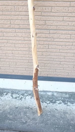 画像2: 棒流木・長尺