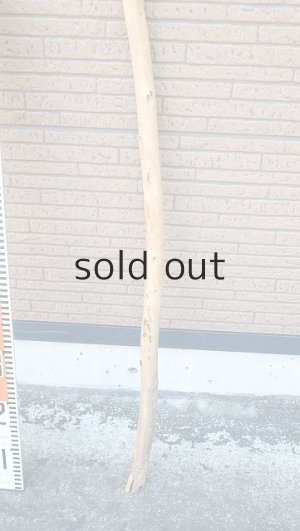 画像5: 棒流木・長尺