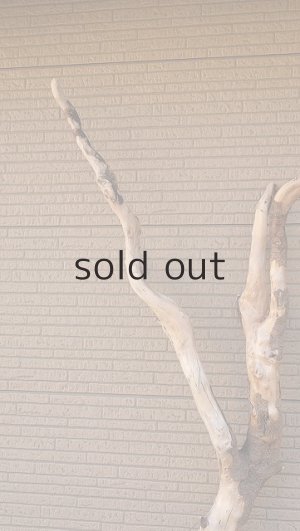 画像4: 大型　幹