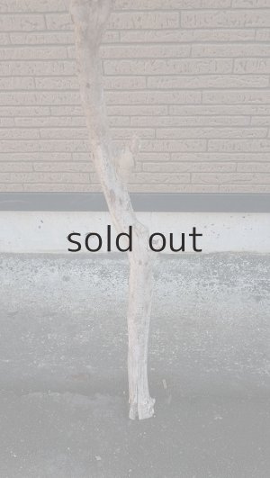 画像2: 大型　幹