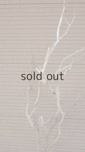 画像4: 大型　幹