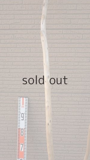 画像9: 大型　幹