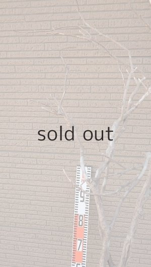 画像9: 大型　幹