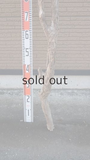 画像7: 大型　幹