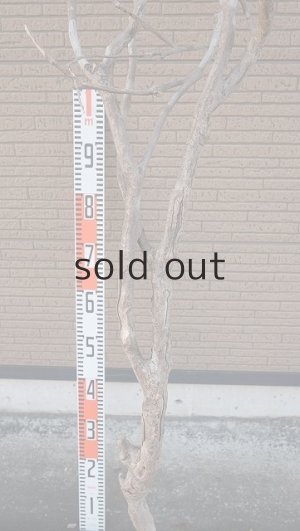 画像8: 大型　幹