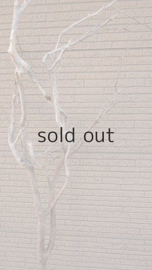 画像6: 大型　幹