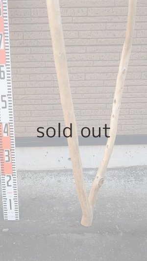 画像8: 大型　幹