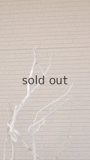 画像5: 大型　幹