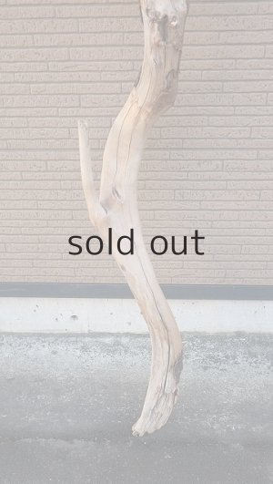 画像2: 大型　幹