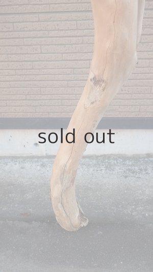 画像6: 大型　幹