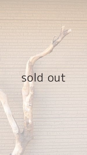 画像5: 大型　幹