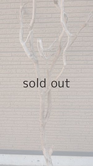 画像3: 大型　幹