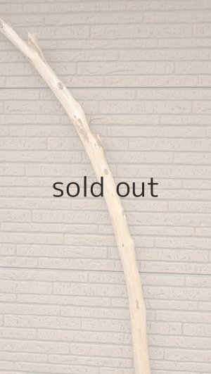 画像4: 棒流木・長尺