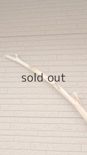 画像5: 棒流木・長尺