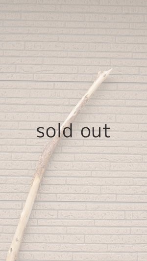 画像4: 棒流木・長尺