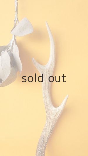 画像3: デコール用二ホンジカの角