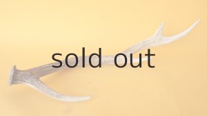 画像5: デコール用二ホンジカの角