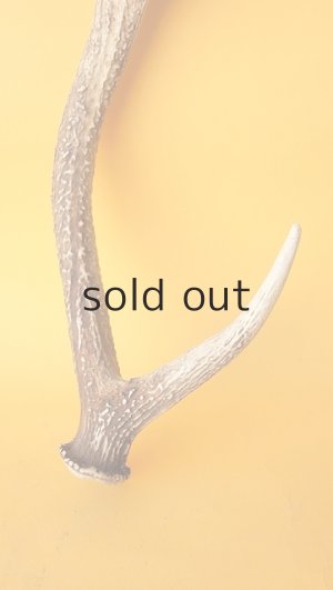 画像2: デコール用二ホンジカの角