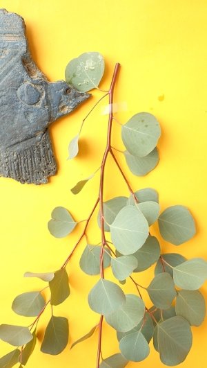 画像3: Dry plants for decor ユーカリ生切り枝（ポポラス）タイプ500mm