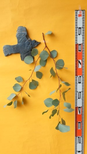 画像2: Dry plants for decor ユーカリ生切り枝（ポポラス）タイプ500mm