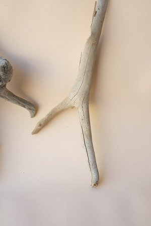 画像4: 流木根セット