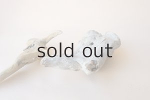 画像7: 流木根セット