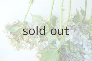 画像7: Dry plants for decor ドライアジサイ2020