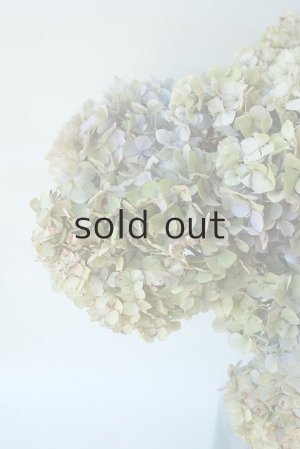 画像3: Dry plants for decor ドライアジサイ2020