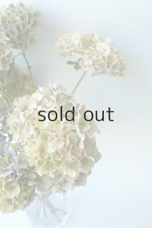 画像5: Dry plants for decor ドライアジサイ2020