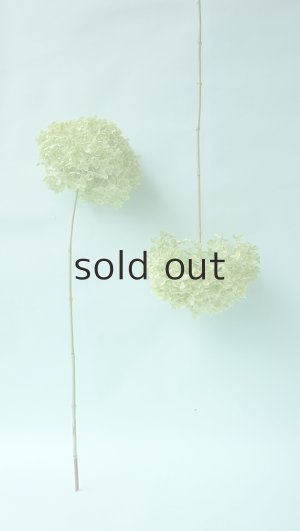 画像2: Dry plants for decor デコール用乾燥紫陽花（アナベル・中）2020年度開花分