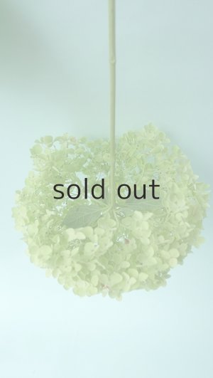 画像3: Dry plants for decor デコール用乾燥紫陽花（アナベル・中）2020年度開花分