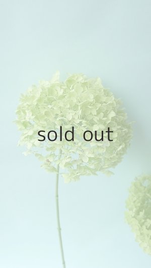 画像4: Dry plants for decor デコール用乾燥紫陽花（アナベル・中）2020年度開花分