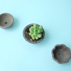 画像6: ミニ素焼き鉢1.5寸・バラ（USED）