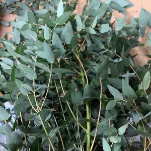 画像12: Dry plants for decor ユーカリ生切り枝（パルブラ）タイプ500〜700mm