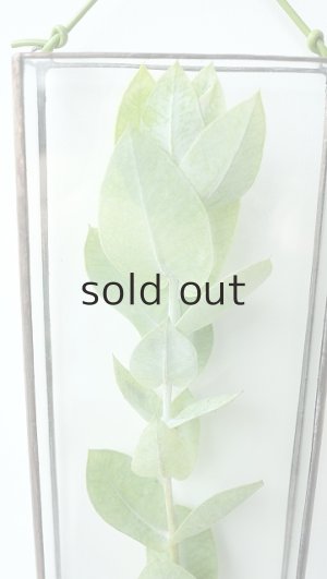 画像8: Dry plants for decor ユーカリ生切り枝（マクロカルパ）タイプ350〜500mm