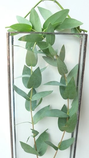 画像11: Dry plants for decor ユーカリ生切り枝（パルブラ）タイプ500〜700mm