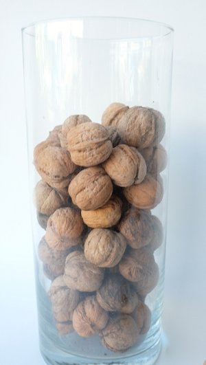 画像11: Dry plants for decor デコール用乾燥胡桃（5個入）