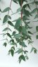 画像8: Dry plants for decor ユーカリ生切り枝（パルブラ）タイプ500〜700mm (8)