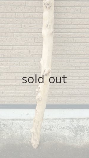 画像2: 棒流木・長尺