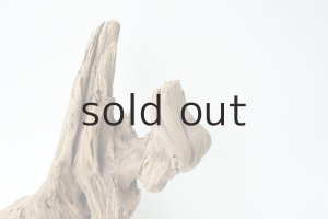 画像6: 変形流木