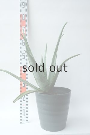 画像8: アロエ苗・アロエベラ