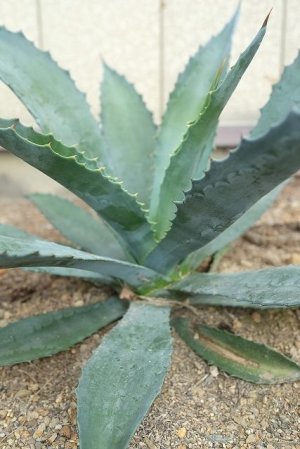 画像5: ★腰窓防犯に人気★アガベ苗・アメリカーナ