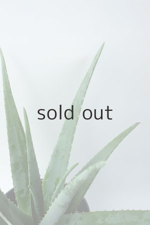 画像4: アロエ苗・アロエベラ